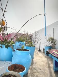 een groep potplanten in blauwe potten op een tafel bij Oudayas Stars in Rabat