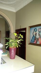 a potted plant sitting on a counter in a room at Legacy Guest Lodge in Johannesburg