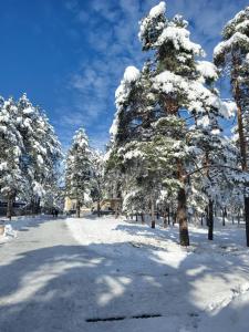 un gruppo di alberi ricoperti di neve di Apartments Vila Velickovic a Zlatibor