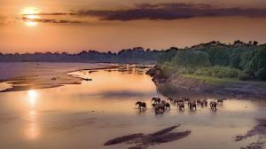 KakumbiにあるMsandile River Lodgeの日没の馬群れ