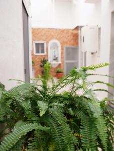 eine große grüne Anlage vor einem Gebäude in der Unterkunft Da Nonna Maria in Grottaglie