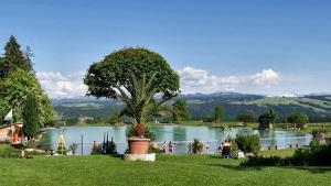 a lake with a tree in the middle of a field at FeWo Keko´s Loft, Oberreute in Oberreute