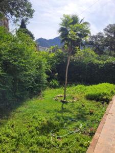 un jardín con una palmera y una manguera en Trocito de Paraíso en la Sierra Espadán en Eslida