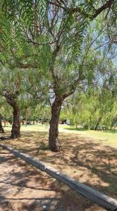 due alberi in un parco vicino a una recinzione di Casa Fiorita a Copanello