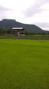 um campo de relva verde com um edifício ao fundo em Banrai Tator Phophiang em Ban Nong Khan