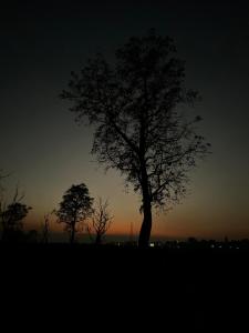 a silhouette of a tree in a field at sunset at Deer’s Den by Orexia in Rishīkesh