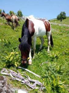 ein braunes und weißes Pferd, das Gras auf einem Feld isst in der Unterkunft Eco Village Jasavić II in Plav