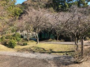 un grupo de árboles en un patio con una casa en おばあちゃんち, 