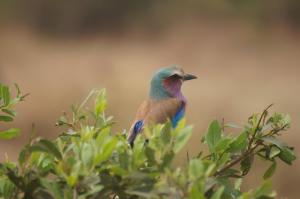 un petit oiseau perché au sommet d'un arbre dans l'établissement Meru House Lekisilai, à Arusha