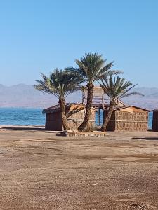 a group of palm trees next to the water at Antika camp in Nuweiba