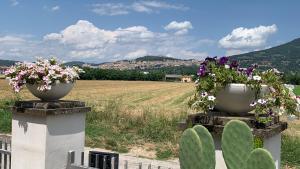 due vasi pieni di fiori in cima a una recinzione di B&B Panorama d'Assisi a Santa Maria degli Angeli