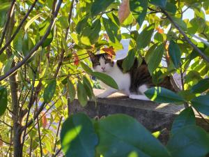 un chat assis sur une cornue de pierre sous un arbre dans l'établissement Casa da Aldeia, à Vilela