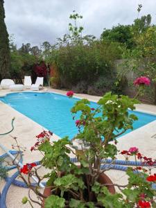 una piscina con una planta en un patio en Gratitud! en Almafuerte