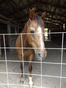 um cavalo castanho atrás de uma cerca de arame em The Ranch in Mt Airy em Mount Airy