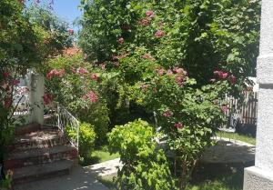 Zahrada ubytování Apartment Milinkovic