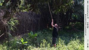 a man is holding up a tree with a pole at Ica adventures out of the woods in Ica