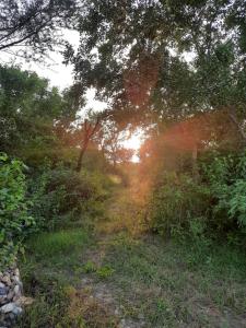einen Feldweg mit Bäumen und der Sonne in der Ferne in der Unterkunft Vedic Farms in Garhshankar