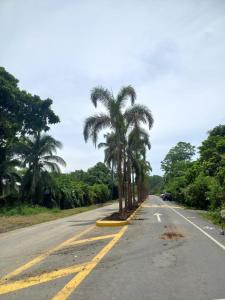 an empty road with palm trees on the side of the road at Rustika Logde in Puerto Viejo