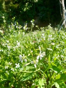 un campo de flores blancas en la hierba en Vườn An nhiên Mộc Châu, en Mộc Châu