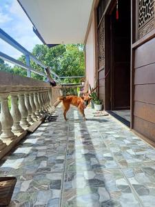 a cat walking on a tile floor in front of a door at HOME of ELLAI in Banga