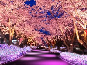 a road with flowering trees and purple flowers at プチホテル　コスモス in Tokyo