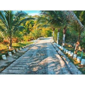 una carretera bordeada de palmeras con palmeras en el lateral en Posada Campestre en Doradal, en Puerto Triunfo