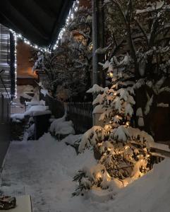 pokryte śniegiem drzewo z oświetleniem w obiekcie Apartmány U tří bratrů w mieście Bedřichov