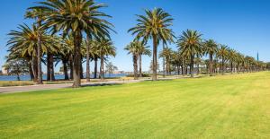 uma fila de palmeiras num parque em Crowne Plaza Perth, an IHG Hotel em Perth