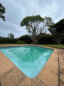 a swimming pool with a tree reflection in the water at Palm Cottage in Trafalgar
