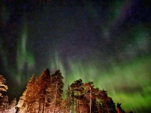 um grupo de árvores sob a aurora boreal em Chalet Norva em Rovaniemi