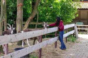 a woman leaning over a fence petting two deer at Boerderijcamping de Hinde in Dronten