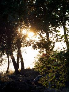 ビアンカヴィッラにあるPODERE DELL'ETNA SEGRETA - Essential Nature Hotelの太陽の光が差し込む木々