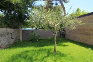 a small tree in the grass in a yard at RAL 7039 in Numana