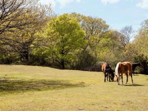 un paio di cavalli che pascolano in un campo di 1 Bed in Christchurch 54900 a Ringwood