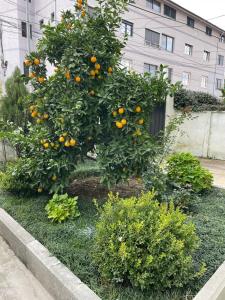 einem Orangenbaum vor einem Gebäude in der Unterkunft Kevi ‘s place in Tirana