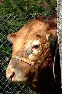 una vaca marrón con un collar en una valla en Ferienhaus Hofmann Hainrode, 