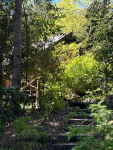 un chemin dans les bois avec des arbres et des buissons dans l'établissement Cabañas con costa al lago, Kalfulafquen, à Villa La Angostura