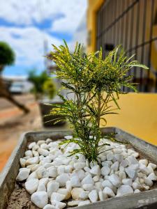 two plants sitting in a bowl of rocks at Casa da Mãe Barra Grande in Maragogi