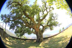 a large tree on a hill with a fence around it at O Refuxio de la Jerezana in Redondela