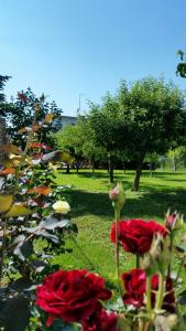 un grupo de rosas rojas en un parque en Apartment Cecilia Koprivnica, en Koprivnica