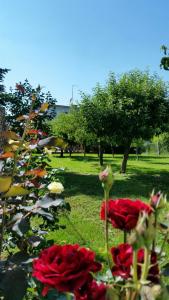 un gruppo di rose rosse in un parco di Apartment Cecilia Koprivnica a Koprivnica