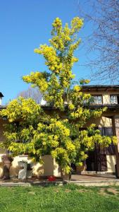 un arbre à feuilles jaunes devant un bâtiment dans l'établissement Villa Mimosa, à Medesano
