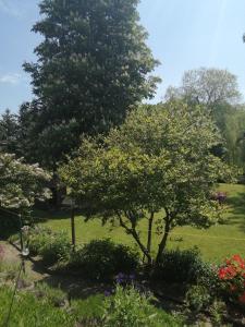 a tree in the middle of a garden at Ferienwohnung Ilmenaublick mit Zugang zum Fluss in Bienenbüttel +2 photos