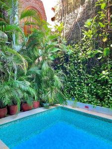 einen Pool in einem Garten mit Pflanzen in der Unterkunft Hotel Don Pedro De Heredia in Cartagena de Indias