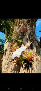 a group of plants growing on the side of a tree at HostelAmaréStar Sempremovimento in Rio de Janeiro