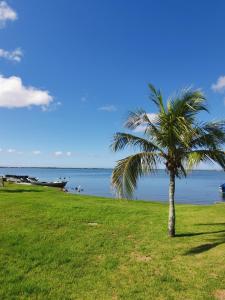 a palm tree in a field next to the water at Flat Gorlaes in Araruama