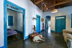 a dog laying on the floor in a room with blue walls at Fazenda Poço das Pedras in São João do Cariri