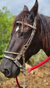 a close up of a horse wearing a bridle at Fazenda Poço das Pedras in São João do Cariri