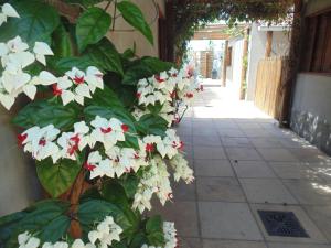 a plant with white flowers on the side of a building at Chalé Palhano Beach in São Miguel dos Milagres