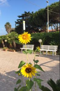 サンタ・クローチェ・カメリーナにあるB&B Fiori Gialli Caucanaの二つのベンチ前の黄花束